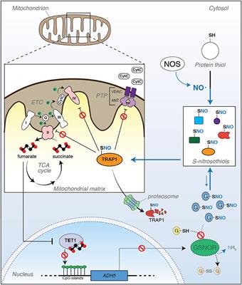 TRAP1: A Metabolic Hub Linking Aging Pathophysiology to Mitochondrial S-Nitrosylation